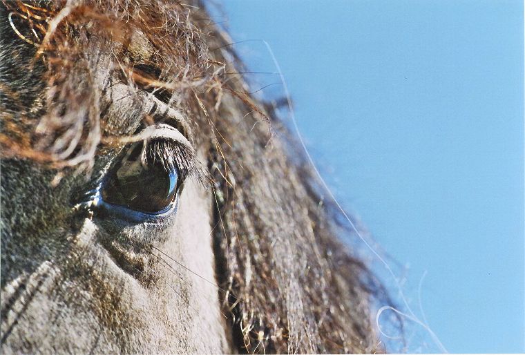 Haflinger - Pferde - Stuten - Hengste