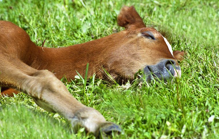 Haflinger - Fohlen - Pferde - Stuten - Hengste