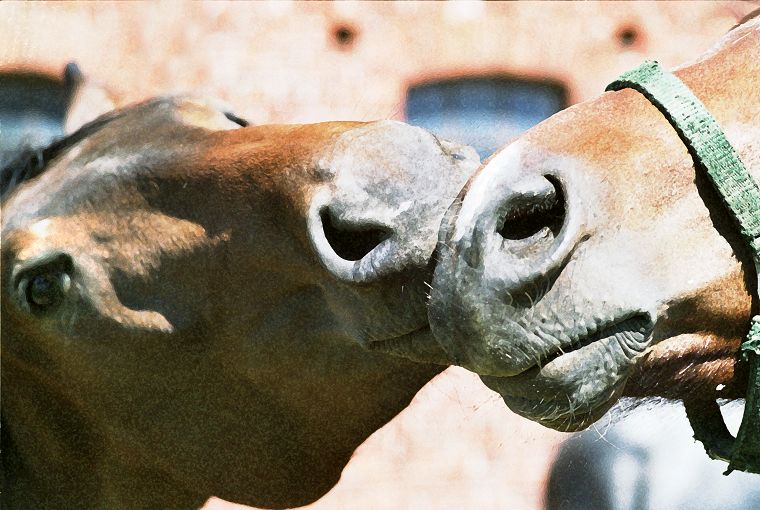 Haflinger - Schimmel - Appaloosa-Pferde - Fohlen - Pferde - Stuten - Hengste