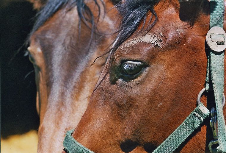 Haflinger - Schimmel - Appaloosa-Pferde - Fohlen - Pferde - Stuten - Hengste