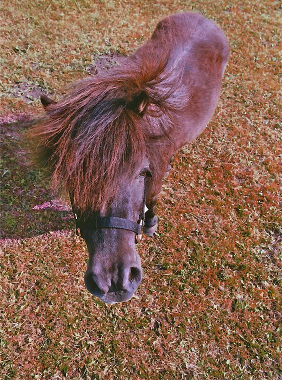 Haflinger - Schimmel - Appaloosa-Pferde - Fohlen - Pferde - Stuten - Hengste