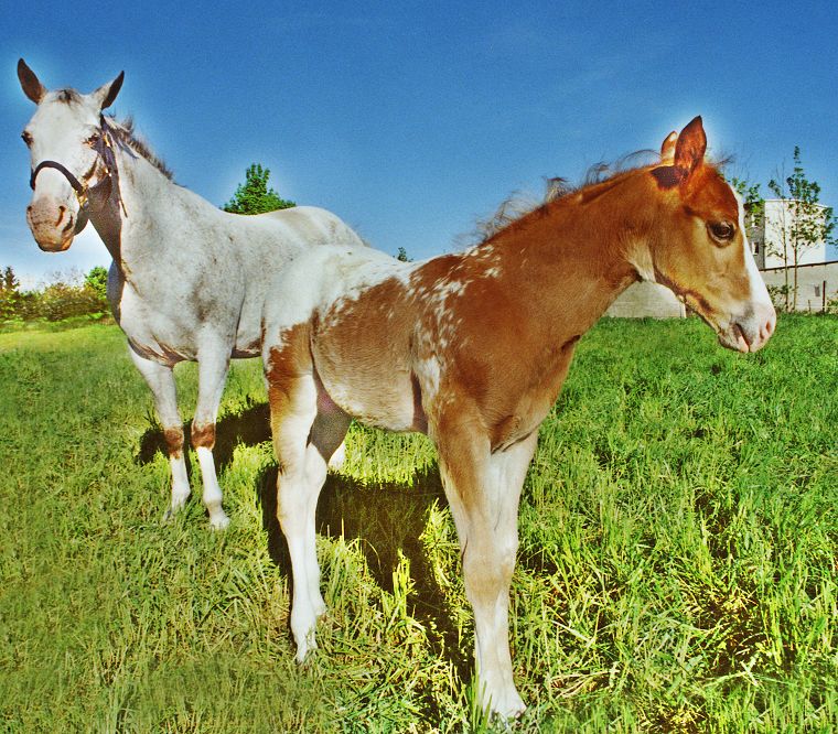 Haflinger - Schimmel - Appaloosa-Pferde - Fohlen - Pferde - Stuten - Hengste