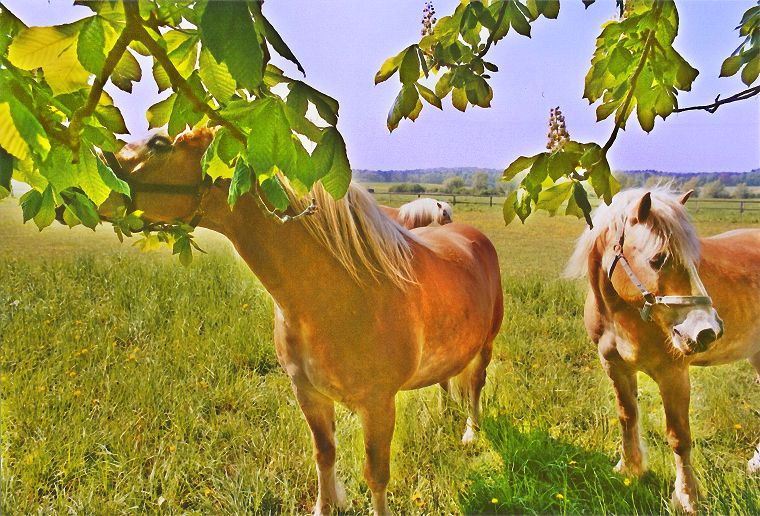 Haflinger - Schimmel - Appaloosa-Pferde - Fohlen - Pferde - Stuten - Hengste