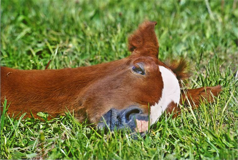 Haflinger - Stute und Fohlen