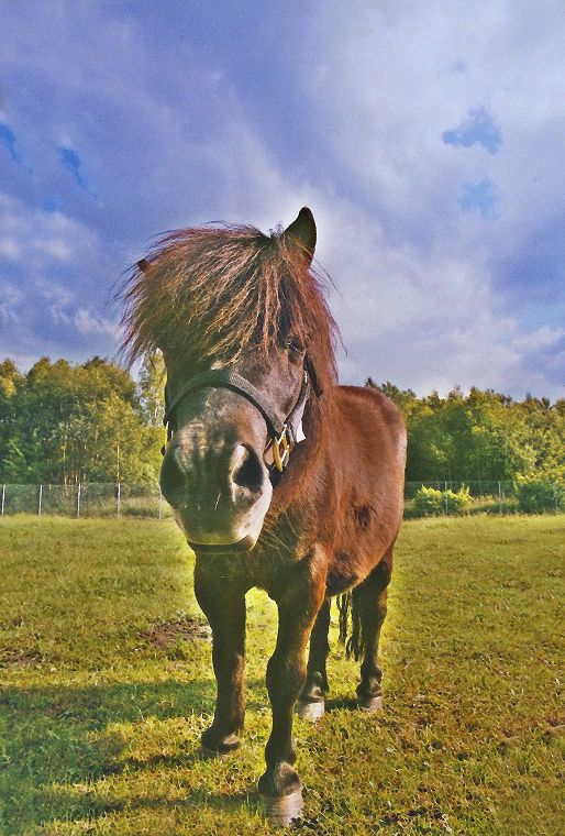 Haflinger - Pferde - Stuten - Hengste