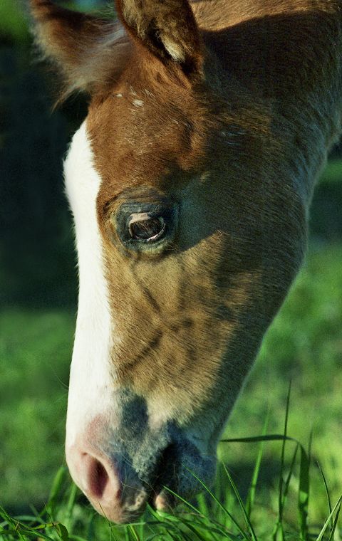 Haflinger - Schimmel - Appaloosa-Pferde - Fohlen - Pferde - Stuten - Hengste