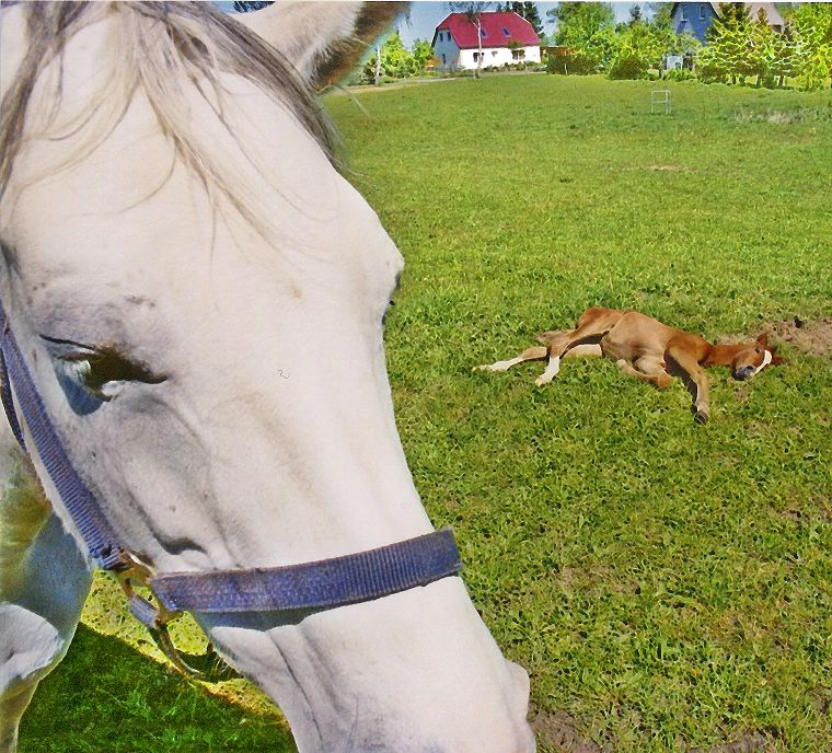 Haflinger - Schimmel - Appaloosa-Pferde - Fohlen - Pferde - Stuten - Hengste