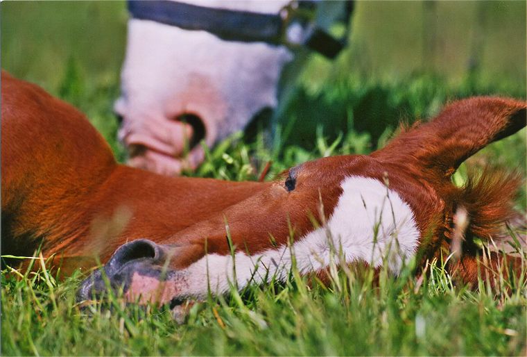 Haflinger - Stute und Fohlen