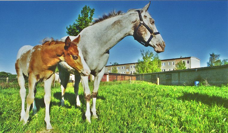 Haflinger - Pferde - Stuten - Hengste