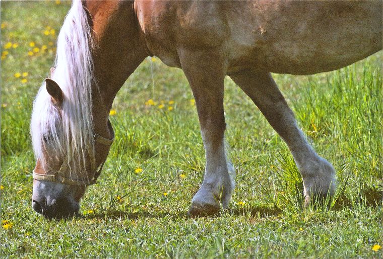 Haflinger - Schimmel - Appaloosa-Pferde - Fohlen - Pferde - Stuten - Hengste