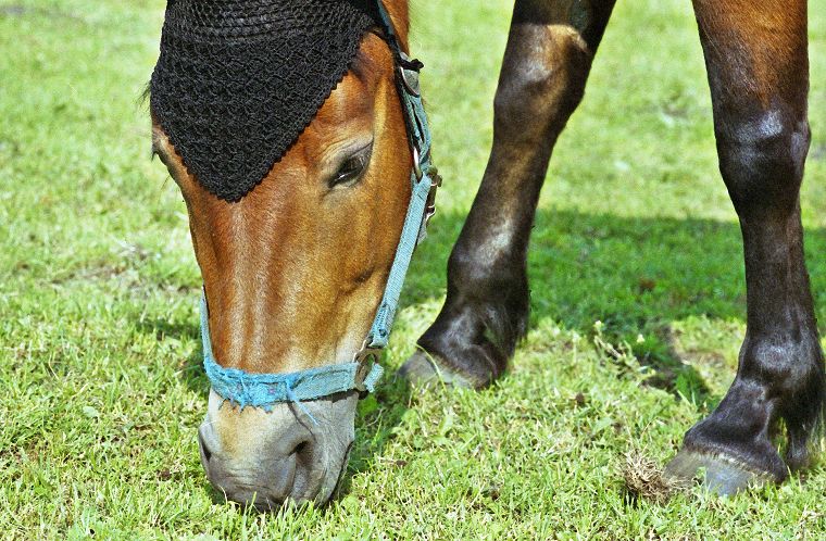 Haflinger - Schimmel - Appaloosa-Pferde - Fohlen - Pferde - Stuten - Hengste