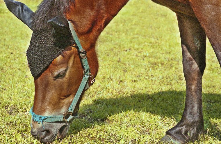 Haflinger - Pferde - Stuten - Hengste