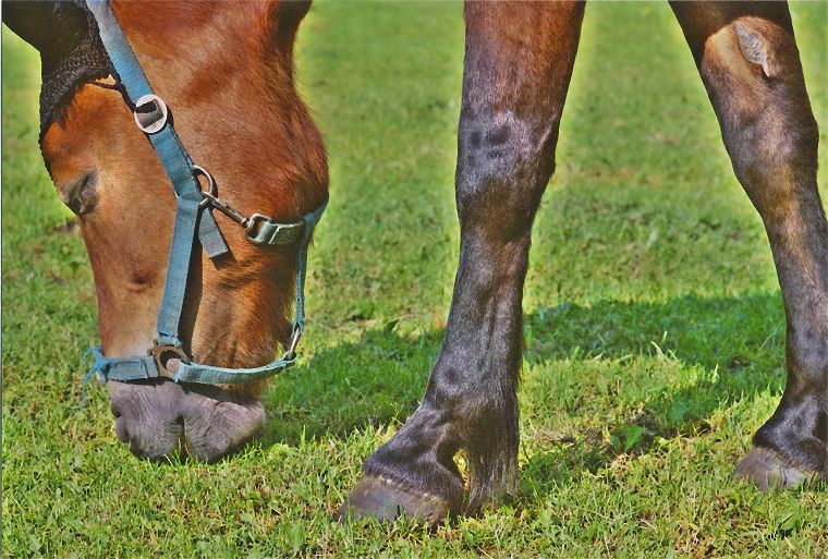 Haflinger - Pferde - Stuten - Hengste