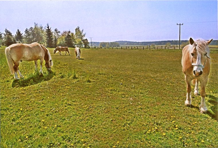 Haflinger - Fohlen - Pferde - Stuten - Hengste