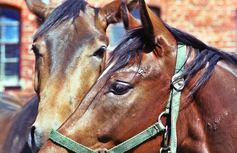 Haflinger - Schimmel - Appaloosa-Pferde - Fohlen - Pferde - Stuten - Hengste