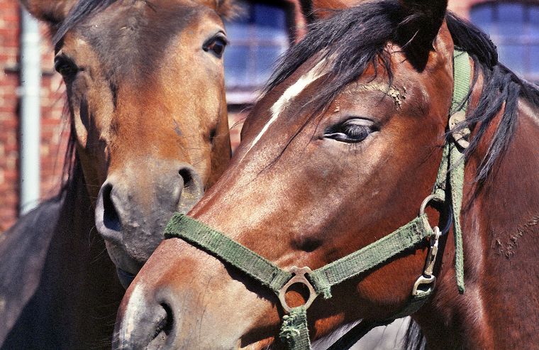 Haflinger - Schimmel - Appaloosa-Pferde - Fohlen - Pferde - Stuten - Hengste