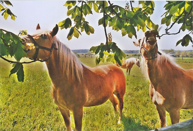 Haflinger - Schimmel - Appaloosa-Pferde - Fohlen - Pferde - Stuten - Hengste