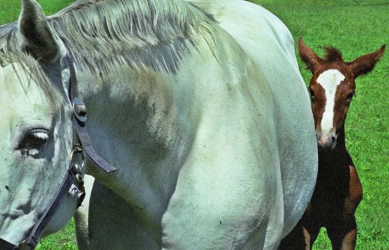 Haflinger - Schimmel - Appaloosa-Pferde - Fohlen - Pferde - Stuten - Hengste