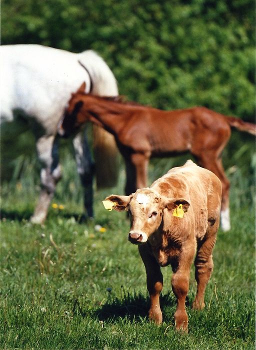 Haflinger - Schimmel - Appaloosa-Pferde - Fohlen - Pferde - Stuten - Hengste