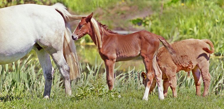 Haflinger - Schimmel - Appaloosa-Pferde - Fohlen - Pferde - Stuten - Hengste