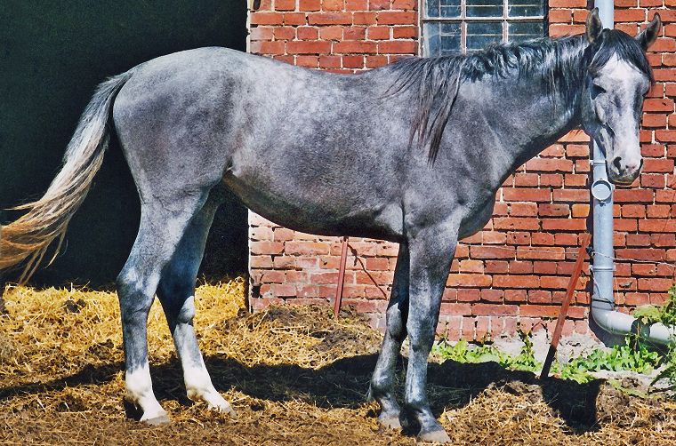 Haflinger - Schimmel - Appaloosa-Pferde - Fohlen - Pferde - Stuten - Hengste