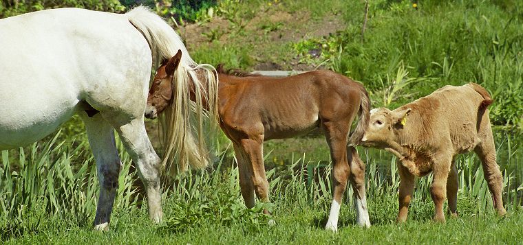 Haflinger - Schimmel - Appaloosa-Pferde - Fohlen - Pferde - Stuten - Hengste