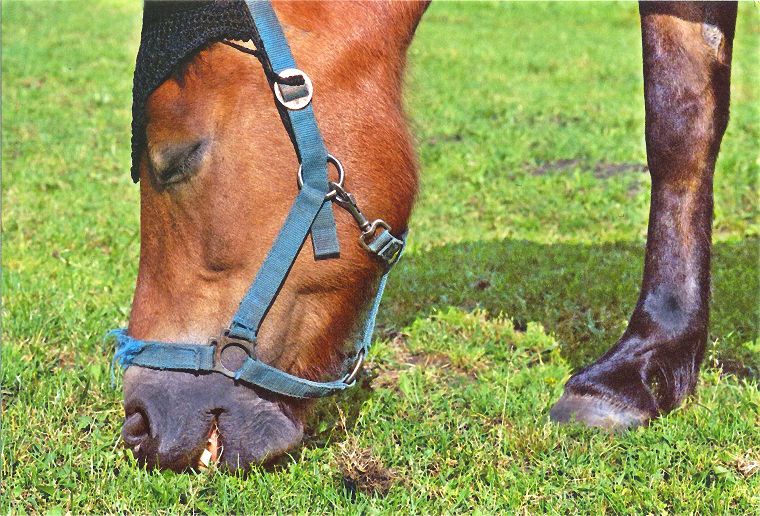 Haflinger - Schimmel - Appaloosa-Pferde - Fohlen - Pferde - Stuten - Hengste