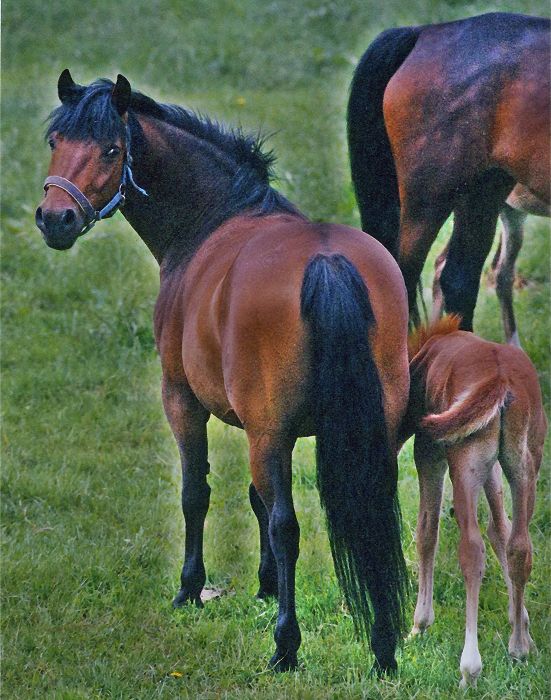 Haflinger - Schimmel - Appaloosa-Pferde - Fohlen - Pferde - Stuten - Hengste