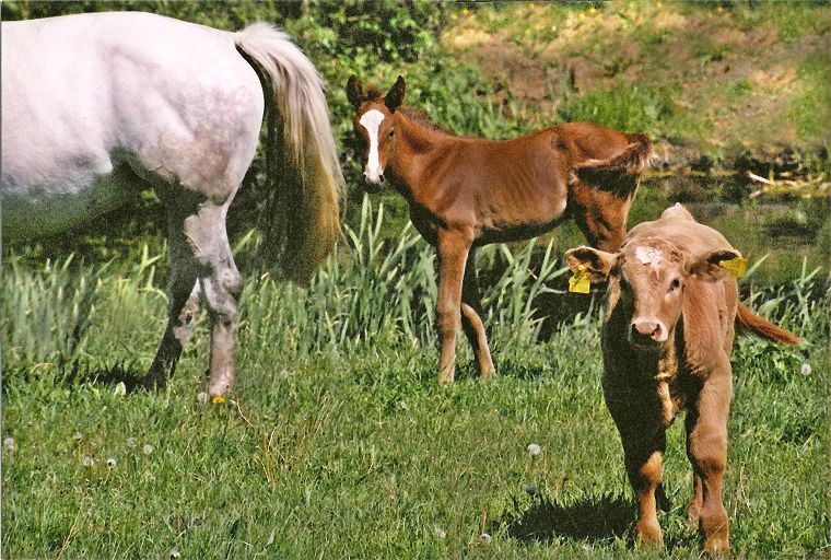 Haflinger - Schimmel - Appaloosa-Pferde - Fohlen - Pferde - Stuten - Hengste