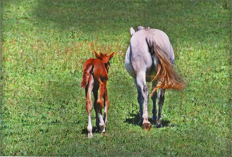 Haflinger - Schimmel - Appaloosa-Pferde - Fohlen - Pferde - Stuten - Hengste