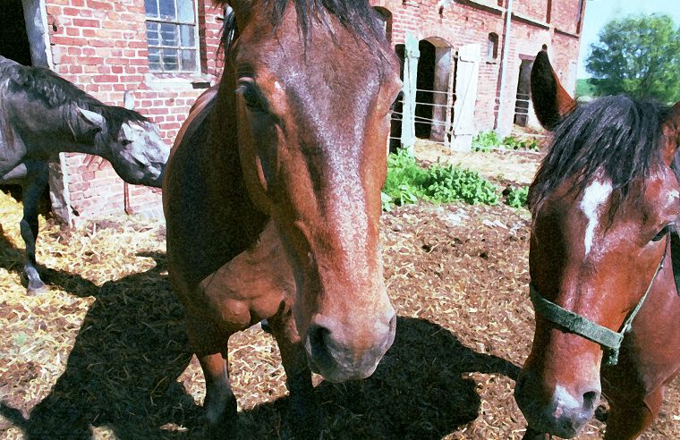 Haflinger - Fohlen - Pferde - Stuten - Hengste