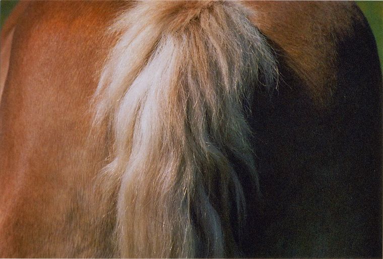 Haflinger - Schimmel - Appaloosa-Pferde - Fohlen - Pferde - Stuten - Hengste