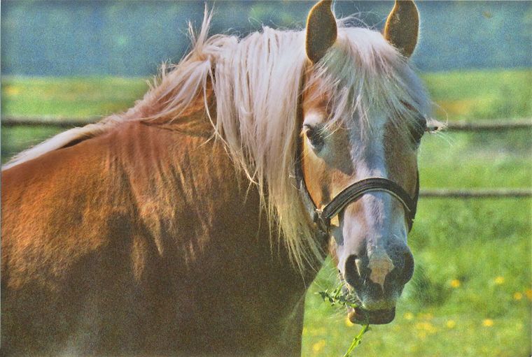 Haflinger - Schimmel - Appaloosa-Pferde - Fohlen - Pferde - Stuten - Hengste