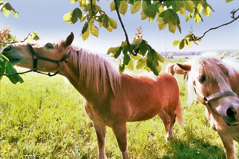 Haflinger - Fohlen - Pferde - Stuten - Hengste