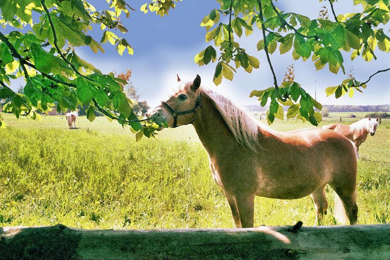 Haflinger - Schimmel - Appaloosa-Pferde - Fohlen - Pferde - Stuten - Hengste