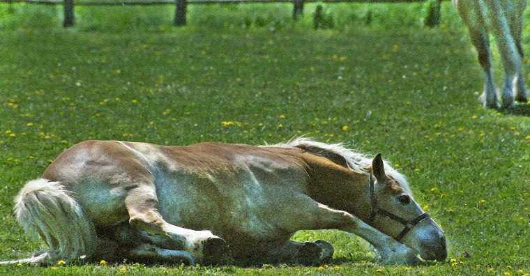 Haflinger - Schimmel - Appaloosa-Pferde - Fohlen - Pferde - Stuten - Hengste