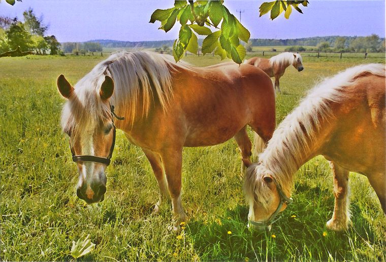 Haflinger - Schimmel - Appaloosa-Pferde - Fohlen - Pferde - Stuten - Hengste