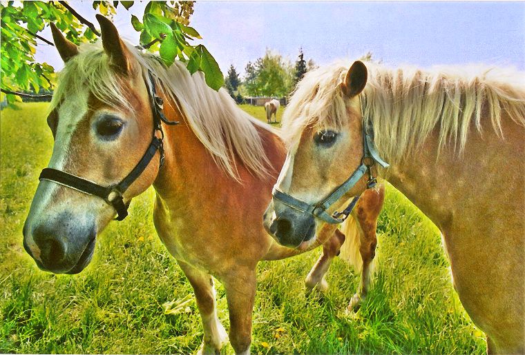 Haflinger - Schimmel - Appaloosa-Pferde - Fohlen - Pferde - Stuten - Hengste