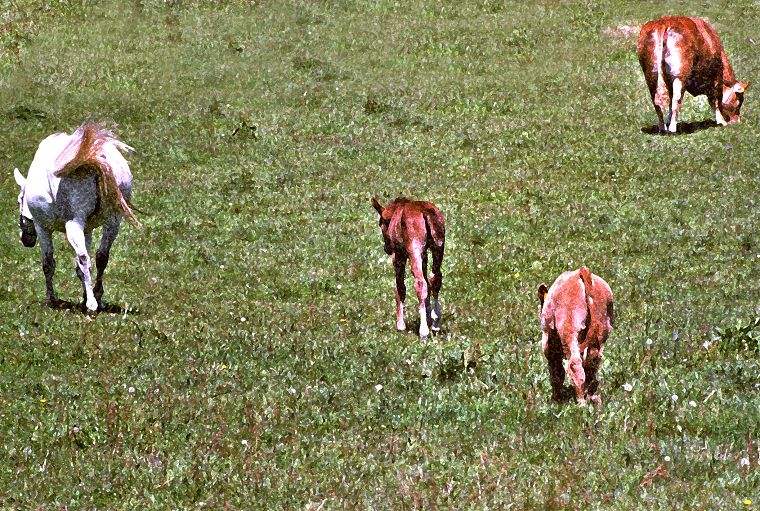 Haflinger - Schimmel - Appaloosa-Pferde - Fohlen - Pferde - Stuten - Hengste