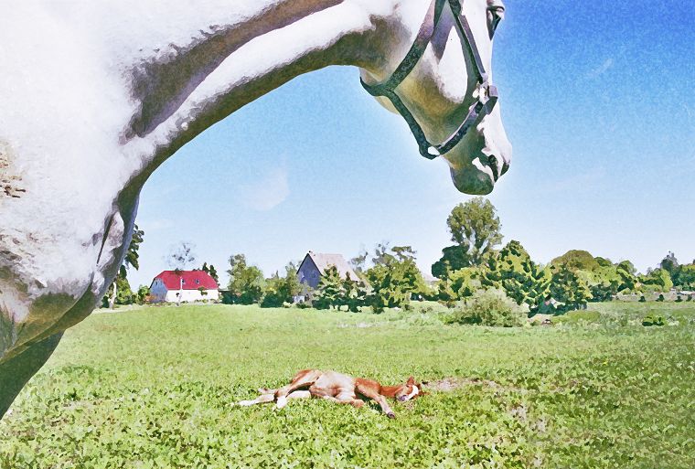 Haflinger - Schimmel - Appaloosa-Pferde - Fohlen - Pferde - Stuten - Hengste