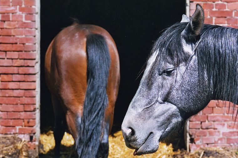 Haflinger - Schimmel - Appaloosa-Pferde - Fohlen - Pferde - Stuten - Hengste