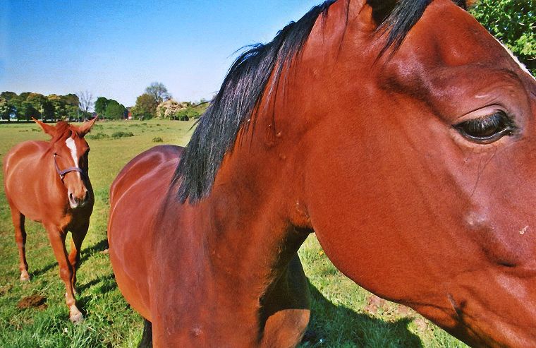 Haflinger - Fohlen - Pferde - Stuten - Hengste