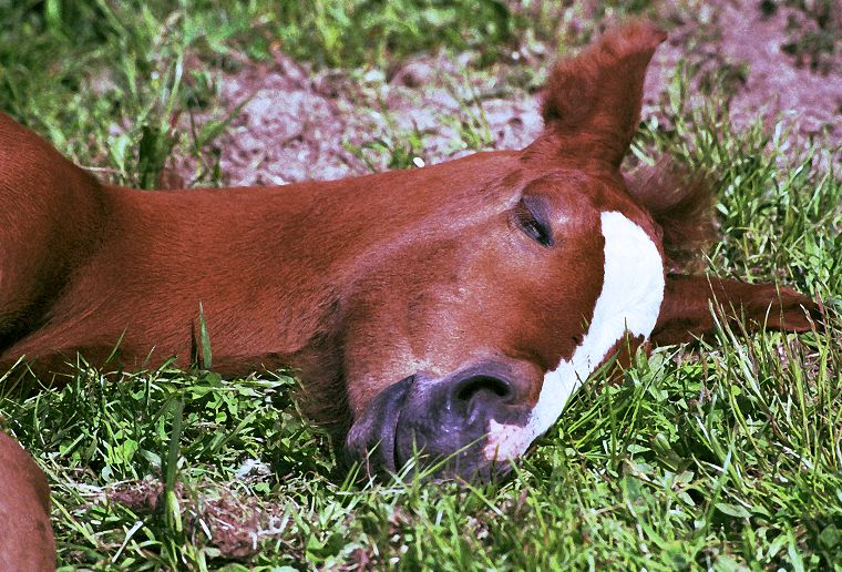 Haflinger - Pferde - Stuten - Hengste