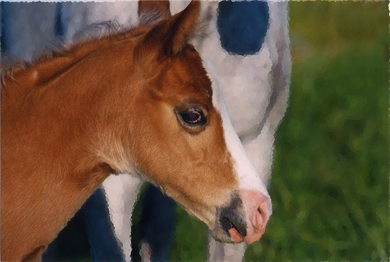 Haflinger - Schimmel - Appaloosa-Pferde - Fohlen - Pferde - Stuten - Hengste