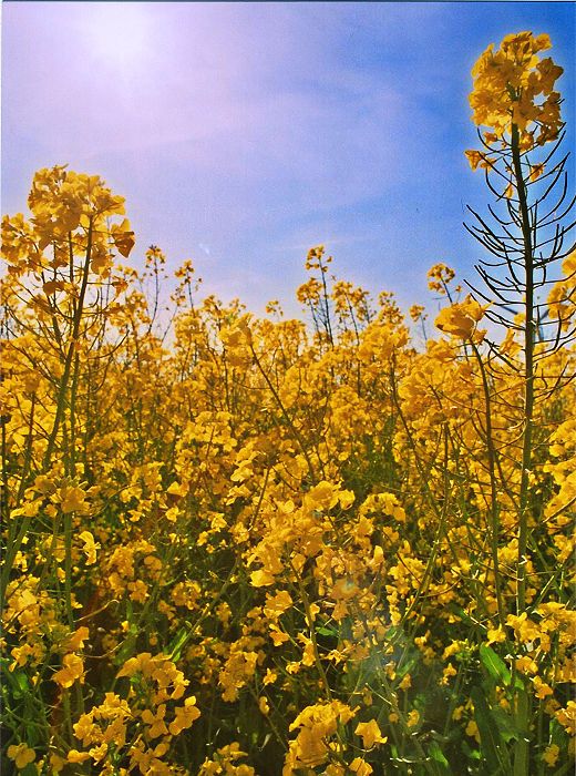 Pflanzen - Blumen - Felder - Wiesen