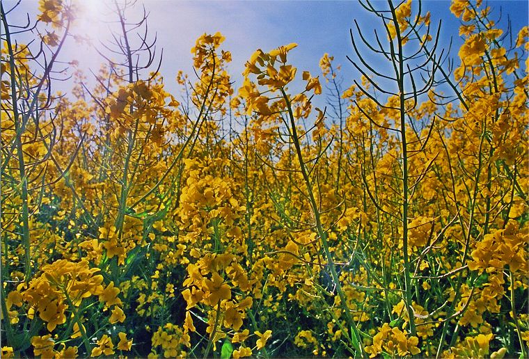 Pflanzen - Blumen - Felder - Wiesen