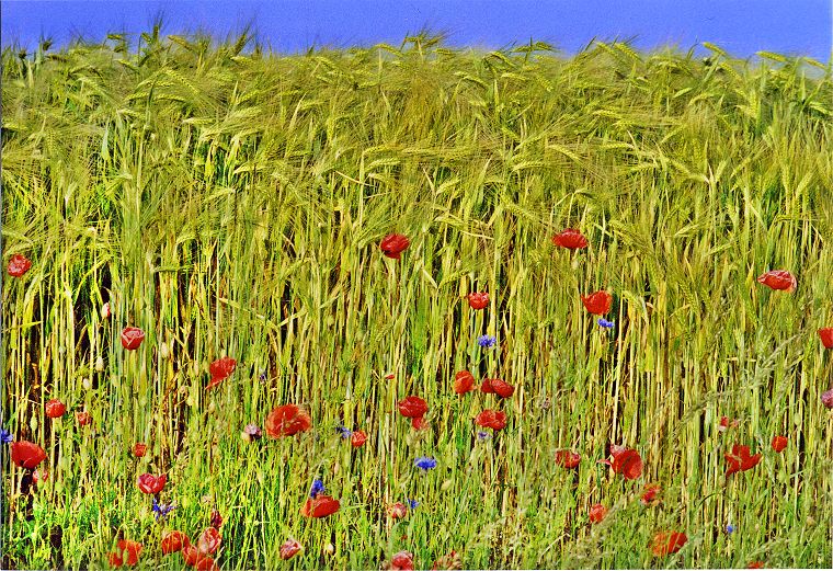 Pflanzen - Blumen - Felder - Wiesen