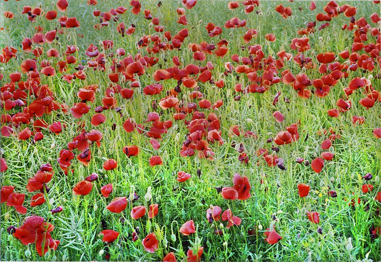 Pflanzen - Blumen - Felder - Wiesen