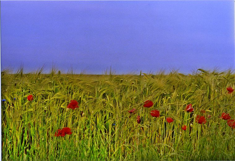 Pflanzen - Blumen - Felder - Wiesen