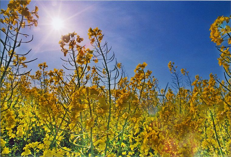 Pflanzen - Blumen - Felder - Wiesen